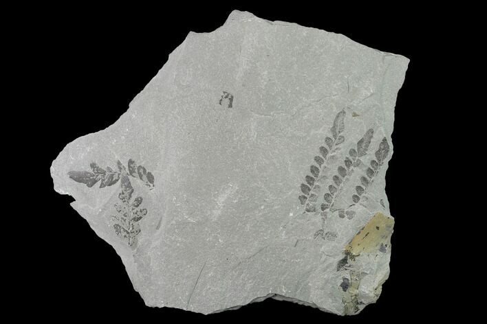Pennsylvanian Fossil Fern (Neuropteris) Plate - Kentucky #142408